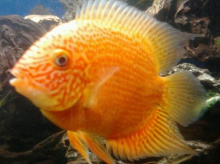 freshwater fish - heros serverus - severum stocking in 210 gallons tank - my orange severum freshwater fish - heros serverus - severum stocking in 210 gallons tank - my orange severum
