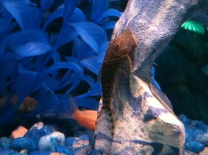 freshwater fish - chaetostoma milesi - rubberlip pleco stocking in 30 gallons tank - Rubber lipped pleco freshwater fish - chaetostoma milesi - rubberlip pleco stocking in 30 gallons tank - Rubber lipped pleco