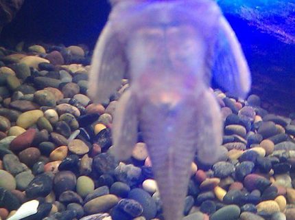 freshwater fish - chaetostoma milesi - rubberlip pleco stocking in 125 gallons tank - Rubber Lip Pleco freshwater fish - chaetostoma milesi - rubberlip pleco stocking in 125 gallons tank - Rubber Lip Pleco