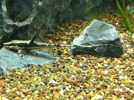 Rated #7: Freshwater Fish - Sturisoma Panamense - Royal Whiptail Stocking In 110 Gallons Tank - Juvenile Royal Whiptail
Sturisoma Panamense Rated #7: Freshwater Fish - Sturisoma Panamense - Royal Whiptail Stocking In 110 Gallons Tank - Juvenile Royal Whiptail
Sturisoma Panamense