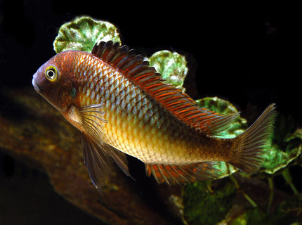 Rated #3: Freshwater Fish - Tropheus Moorii - Blunthead Cichlid Stocking In 125 Gallons Tank - Tropheus Rated #3: Freshwater Fish - Tropheus Moorii - Blunthead Cichlid Stocking In 125 Gallons Tank - Tropheus