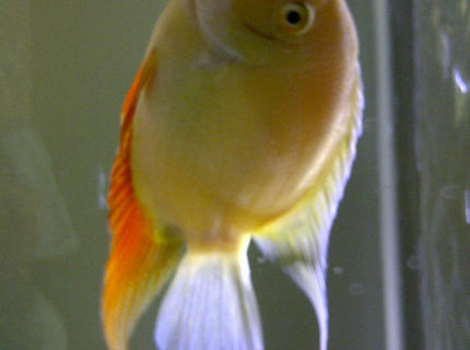 freshwater fish - heros serverus - gold severum stocking in 72 gallons tank - Friendly 6inch Gold Severum. He was the size of a quarter when I got him. He eats everything and likes to watch TV when I have it on. freshwater fish - heros serverus - gold severum stocking in 72 gallons tank - Friendly 6inch Gold Severum. He was the size of a quarter when I got him. He eats everything and likes to watch TV when I have it on.