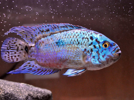 freshwater fish - nandopsis octofasciatum - electric blue jack dempsey stocking in 10 gallons tank - My ebjd, Fluffy at one and a half years old and about 4 inches long. freshwater fish - nandopsis octofasciatum - electric blue jack dempsey stocking in 10 gallons tank - My ebjd, Fluffy at one and a half years old and about 4 inches long.