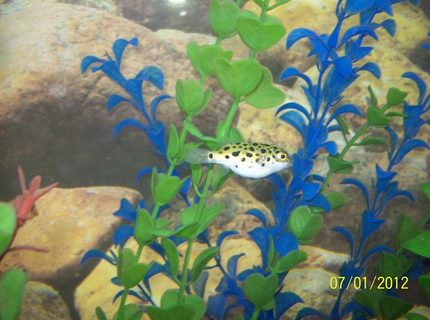 freshwater fish - tetraodon nigroviridis - green spotted puffer stocking in 55 gallons tank - Green Spotted Puffer freshwater fish - tetraodon nigroviridis - green spotted puffer stocking in 55 gallons tank - Green Spotted Puffer