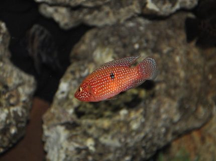 freshwater fish - hemichromis bimaculatus - jewel cichlid stocking in 100 gallons tank - Jewelery chicklet freshwater fish - hemichromis bimaculatus - jewel cichlid stocking in 100 gallons tank - Jewelery chicklet