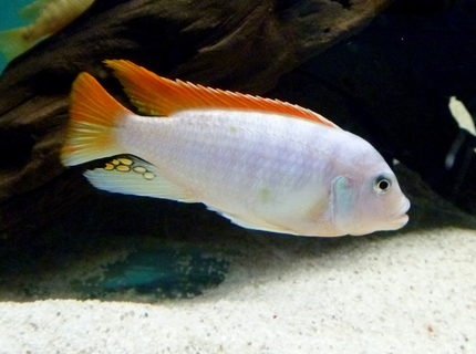 Rated #3: Freshwater Fish - Metriaclima Greshakei - Ice Blue Red Top Zebra Stocking In 135 Gallons Tank - Metriaclima Greshakei or Red Top Ice Blue Zebra Rated #3: Freshwater Fish - Metriaclima Greshakei - Ice Blue Red Top Zebra Stocking In 135 Gallons Tank - Metriaclima Greshakei or Red Top Ice Blue Zebra