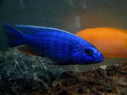 freshwater fish - sciaenochromis fryeri - electric blue hap stocking in 90 gallons tank - Elec Blue Hap Male
Approx 4.5" long freshwater fish - sciaenochromis fryeri - electric blue hap stocking in 90 gallons tank - Elec Blue Hap Male
Approx 4.5" long