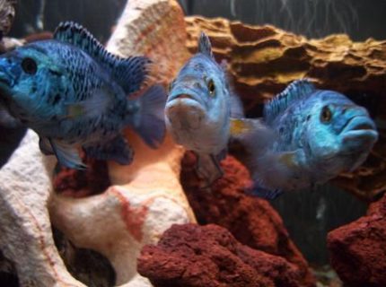 freshwater fish - nandopsis octofasciatum - electric blue jack dempsey stocking in 55 gallons tank - moe, larry and curly. The electric blues freshwater fish - nandopsis octofasciatum - electric blue jack dempsey stocking in 55 gallons tank - moe, larry and curly. The electric blues
