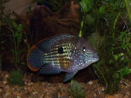 Rated #5: Freshwater Fish - Aequidens Rivulatus - Green Terror Stocking In 150 Gallons Tank - green terror Rated #5: Freshwater Fish - Aequidens Rivulatus - Green Terror Stocking In 150 Gallons Tank - green terror