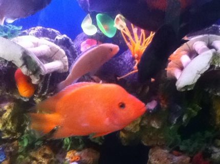 freshwater fish - astronotus ocellatus - tiger oscar, albino stocking in 50 gallons tank freshwater fish - astronotus ocellatus - tiger oscar, albino stocking in 50 gallons tank