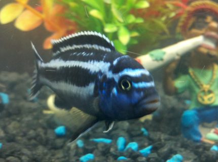 freshwater fish - melanochromis cyaneorhabdos - maingano cichlid stocking in 55 gallons tank - African Cichlid freshwater fish - melanochromis cyaneorhabdos - maingano cichlid stocking in 55 gallons tank - African Cichlid