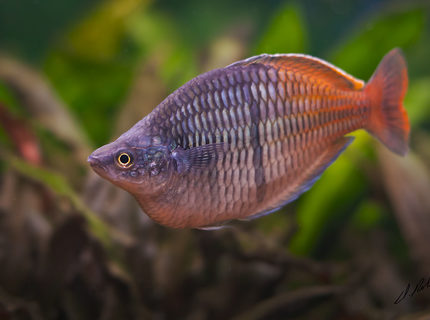 freshwater fish - melanotaenia boesemani - boesemani rainbow stocking in 180 gallons tank - Bosami Rainbow freshwater fish - melanotaenia boesemani - boesemani rainbow stocking in 180 gallons tank - Bosami Rainbow