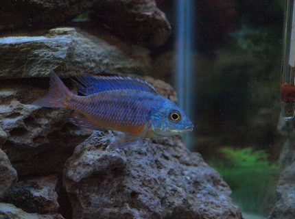Rated #10: Freshwater Fish - Aulonocara Stuartgranti "ngara" - Ngara Flametail Stocking In 80 Gallons Tank Rated #10: Freshwater Fish - Aulonocara Stuartgranti "ngara" - Ngara Flametail Stocking In 80 Gallons Tank
