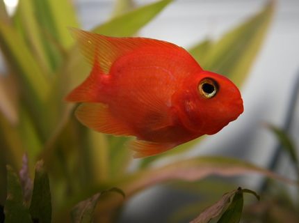 freshwater fish - heros severus x amphilophus citrinellum - blood parrot stocking in 55 gallons tank - blood parrot cichlid freshwater fish - heros severus x amphilophus citrinellum - blood parrot stocking in 55 gallons tank - blood parrot cichlid