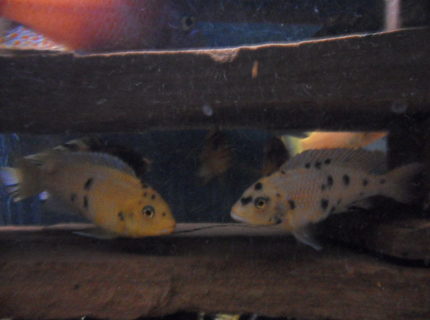freshwater fish - labeotropheus fuelleborni - fuelleborni cichlid, orange blossom stocking in 100 gallons tank - hybred cichlids. freshwater fish - labeotropheus fuelleborni - fuelleborni cichlid, orange blossom stocking in 100 gallons tank - hybred cichlids.