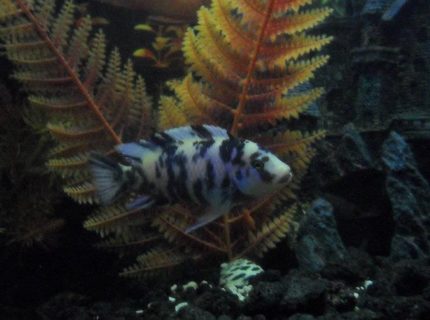 freshwater fish - labeotropheus fuelleborni - fuelleborni cichlid, orange blossom stocking in 100 gallons tank freshwater fish - labeotropheus fuelleborni - fuelleborni cichlid, orange blossom stocking in 100 gallons tank