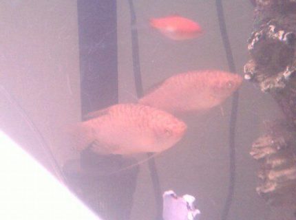 freshwater fish - trichogaster trichopterus - gold gourami stocking in 75 gallons tank freshwater fish - trichogaster trichopterus - gold gourami stocking in 75 gallons tank