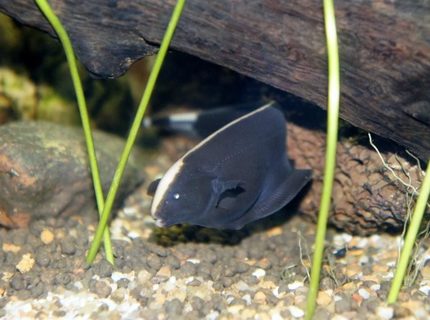 Rated #8: Freshwater Fish - Apteronotus Albifrons - Black Ghost Knifefish Stocking In 60 Gallons Tank - This is one of our Ghost Fish, in
their newly planted tank. Rated #8: Freshwater Fish - Apteronotus Albifrons - Black Ghost Knifefish Stocking In 60 Gallons Tank - This is one of our Ghost Fish, in
their newly planted tank.