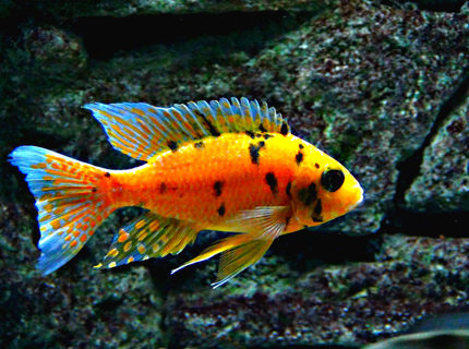 Rated #9: Freshwater Fish - Aulonocara Nyassae Var. - Peacock Cichlid, Orange Blossom Stocking In 125 Gallons Tank - Orange OB Peacock Rated #9: Freshwater Fish - Aulonocara Nyassae Var. - Peacock Cichlid, Orange Blossom Stocking In 125 Gallons Tank - Orange OB Peacock