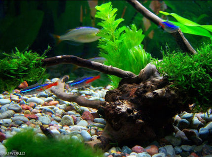 freshwater fish - paracheirodon innesi - neon tetra jumbo stocking in 7 gallons tank - My Neon Tetras freshwater fish - paracheirodon innesi - neon tetra jumbo stocking in 7 gallons tank - My Neon Tetras