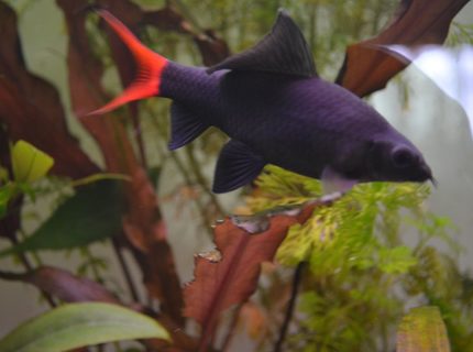 freshwater fish - epalzeorhynchos bicolor - redtail shark stocking in 120 gallons tank - Red-tailed black shark (Epalzeorhynchos bicolor), also known as the redtail shark and Labeo bicolor freshwater fish - epalzeorhynchos bicolor - redtail shark stocking in 120 gallons tank - Red-tailed black shark (Epalzeorhynchos bicolor), also known as the redtail shark and Labeo bicolor