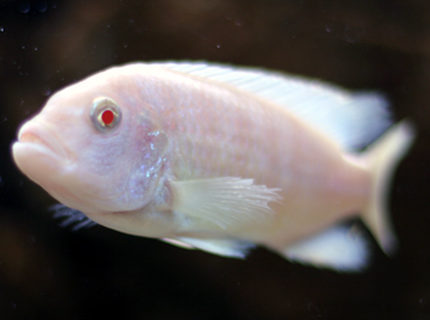 freshwater fish - pseudotropheus socolofi (albino) - albino socolofi stocking in 55 gallons tank - Albino Zebra freshwater fish - pseudotropheus socolofi (albino) - albino socolofi stocking in 55 gallons tank - Albino Zebra