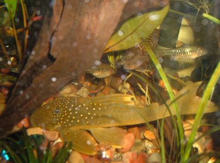 freshwater fish - baryancistrus demantoides - green phantom pleco (l-200) stocking in 200 gallons tank - This is my favorite type of pleco freshwater fish - baryancistrus demantoides - green phantom pleco (l-200) stocking in 200 gallons tank - This is my favorite type of pleco