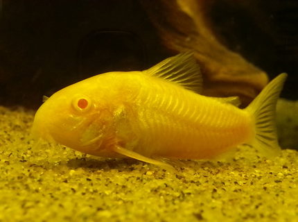 freshwater fish - corydoras aeneus - albino aeneus cory cat stocking in 5 gallons tank - Albino Corydora freshwater fish - corydoras aeneus - albino aeneus cory cat stocking in 5 gallons tank - Albino Corydora