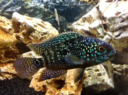 Rated #6: Freshwater Fish - Nandopsis Octofasciatum - Jack Dempsey Stocking In 25 Gallons Tank - King Dempsey Rated #6: Freshwater Fish - Nandopsis Octofasciatum - Jack Dempsey Stocking In 25 Gallons Tank - King Dempsey