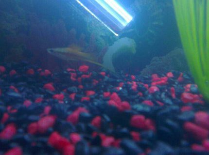 freshwater fish - xiphophorus helleri - swordtail stocking in 45 gallons tank - Male Swordtail freshwater fish - xiphophorus helleri - swordtail stocking in 45 gallons tank - Male Swordtail