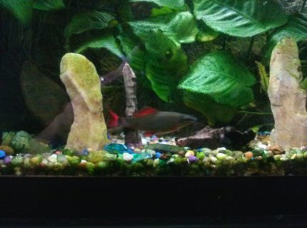 freshwater fish - epalzeorhynchos frenatus - rainbow shark stocking in 75 gallons tank - Rainbow shark freshwater fish - epalzeorhynchos frenatus - rainbow shark stocking in 75 gallons tank - Rainbow shark