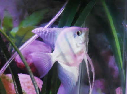 Rated #10: Freshwater Fish - Pterophyllum Sp. - Blue Angelfish Stocking In 29 Gallons Tank - Andre, my Blue Angelfish Rated #10: Freshwater Fish - Pterophyllum Sp. - Blue Angelfish Stocking In 29 Gallons Tank - Andre, my Blue Angelfish