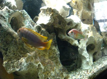 freshwater fish - iodotropheus sprengerae - rusty cichlid stocking in 55 gallons tank - Trio 5 freshwater fish - iodotropheus sprengerae - rusty cichlid stocking in 55 gallons tank - Trio 5