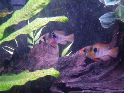 Rated #8: Freshwater Fish - Papiliochromis Ramirezi - German Blue Ram Stocking In 20 Gallons Tank - German blue ram couple Rated #8: Freshwater Fish - Papiliochromis Ramirezi - German Blue Ram Stocking In 20 Gallons Tank - German blue ram couple