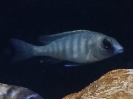 freshwater fish - placidochromis electra - deepwater hap stocking in 55 gallons tank - Deep water hap freshwater fish - placidochromis electra - deepwater hap stocking in 55 gallons tank - Deep water hap