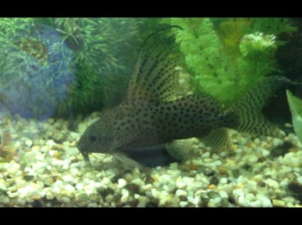 freshwater fish - synodontis eupterus - synodontis eupterus catfish stocking in 60 gallons tank - Feather fin catfish freshwater fish - synodontis eupterus - synodontis eupterus catfish stocking in 60 gallons tank - Feather fin catfish