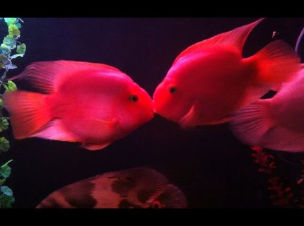 freshwater fish - heros severus x amphilophus citrinellum - blood parrot stocking in 140 gallons tank - My parrot cichlid freshwater fish - heros severus x amphilophus citrinellum - blood parrot stocking in 140 gallons tank - My parrot cichlid