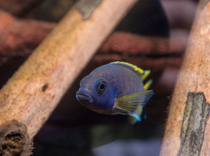 freshwater fish - copadichromis borleyi - yellowfin borleyi cichlid stocking in 56 gallons tank - Peacock Cichlid freshwater fish - copadichromis borleyi - yellowfin borleyi cichlid stocking in 56 gallons tank - Peacock Cichlid