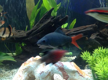 freshwater fish - epalzeorhynchos bicolor - redtail shark stocking in 125 gallons tank - 6 inch redtail shark freshwater fish - epalzeorhynchos bicolor - redtail shark stocking in 125 gallons tank - 6 inch redtail shark