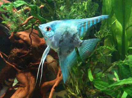 Rated #2: Freshwater Fish - Pterophyllum Sp. - Blue Angelfish Stocking In 50 Gallons Tank - on of my smoky blue angels Rated #2: Freshwater Fish - Pterophyllum Sp. - Blue Angelfish Stocking In 50 Gallons Tank - on of my smoky blue angels