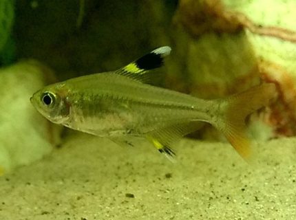 freshwater fish - pristella maxillaris - x-ray pristella tetra stocking in 50 gallons tank - x-ray tetra freshwater fish - pristella maxillaris - x-ray pristella tetra stocking in 50 gallons tank - x-ray tetra