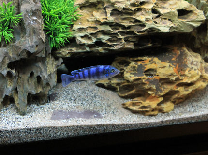 freshwater fish - metriaclima lombardoi - kenyi cichlid stocking in 60 gallons tank - Kenyi freshwater fish - metriaclima lombardoi - kenyi cichlid stocking in 60 gallons tank - Kenyi