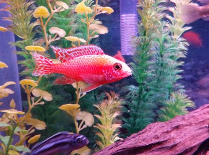 Rated #6: Freshwater Fish Stocking In 37 Gallons Tank - Dragon Blood Cichlid Rated #6: Freshwater Fish Stocking In 37 Gallons Tank - Dragon Blood Cichlid