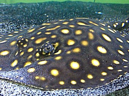 Rated #2: Freshwater Fish Stocking In 100 Gallons Tank - Bobby Lupo; Black Diamond Motoro Hybrid Rated #2: Freshwater Fish Stocking In 100 Gallons Tank - Bobby Lupo; Black Diamond Motoro Hybrid