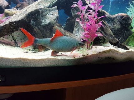 Rated #4: Freshwater Fish Stocking In 52 Gallons Tank - Ruby shark Rated #4: Freshwater Fish Stocking In 52 Gallons Tank - Ruby shark