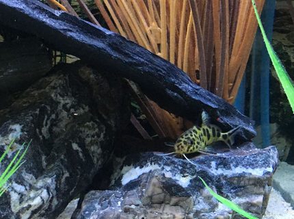 freshwater fish stocking in 45 gallons tank - Synodontis Multipunctatus 1-6-17 freshwater fish stocking in 45 gallons tank - Synodontis Multipunctatus 1-6-17