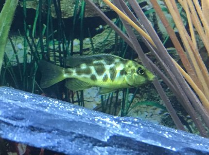 freshwater fish stocking in 45 gallons tank - Juvi. Venustus 1-9 freshwater fish stocking in 45 gallons tank - Juvi. Venustus 1-9