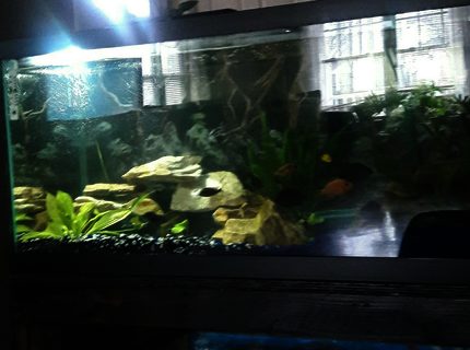 freshwater fish stocking in 75 gallons tank - 75 gallon freshwater tank African and American Cichlids with live planting freshwater fish stocking in 75 gallons tank - 75 gallon freshwater tank African and American Cichlids with live planting