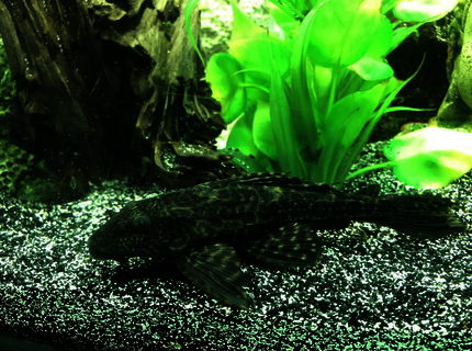 freshwater fish stocking in 60 gallons tank - Hypostomus Plecostomus freshwater fish stocking in 60 gallons tank - Hypostomus Plecostomus
