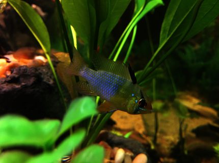 Rated #7: Freshwater Fish Stocking In 75 Gallons Tank - German Blue Ram Rated #7: Freshwater Fish Stocking In 75 Gallons Tank - German Blue Ram